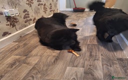 Mixed Breed dogs for sale: 2 6 month old pups for sale  - Image 1