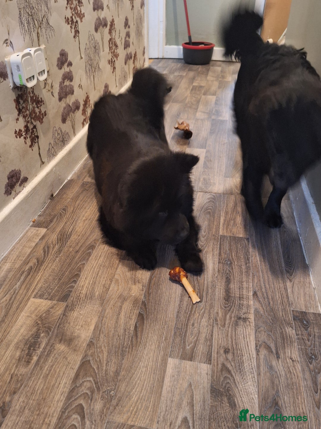 Mixed Breed dogs for sale: 2 6 month old pups for sale  - Image 1