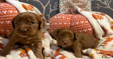 Cockapoo dogs - Advert 16