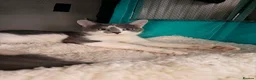 Domestic Shorthair cats for sale: Male Grey Kitten for Sale  - Advert 11