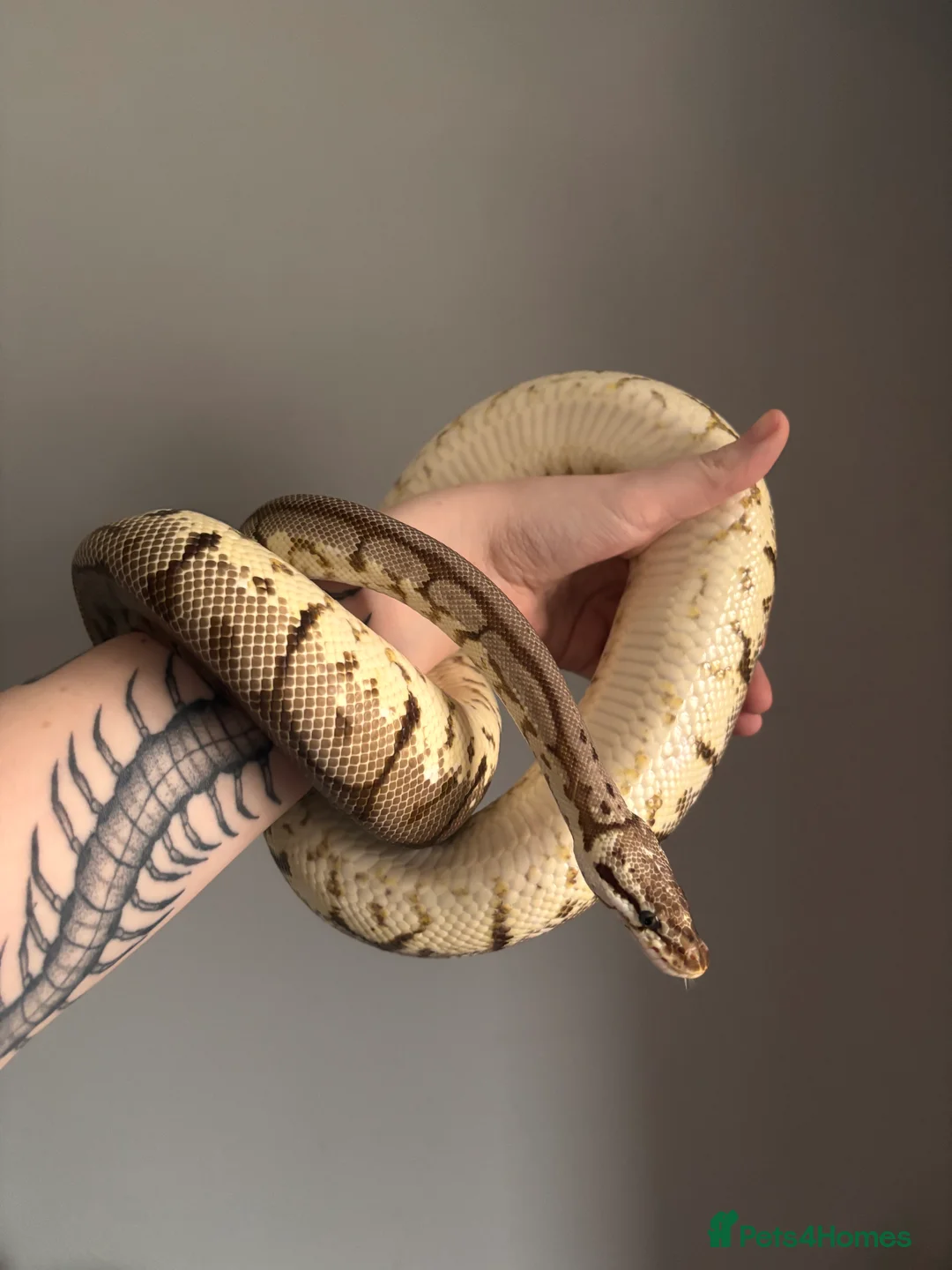 Python Snake reptiles for sale: Pastel-spider Royal Python - Advert 5