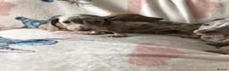 Miniature Dachshund dogs for sale: Miniature dachshund puppies in Bromley - Advert 6