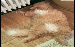 Mixed Breed cats for sale: Red Ginger fluffy kitten boy mix Ragdoll Siberian  - Image 12