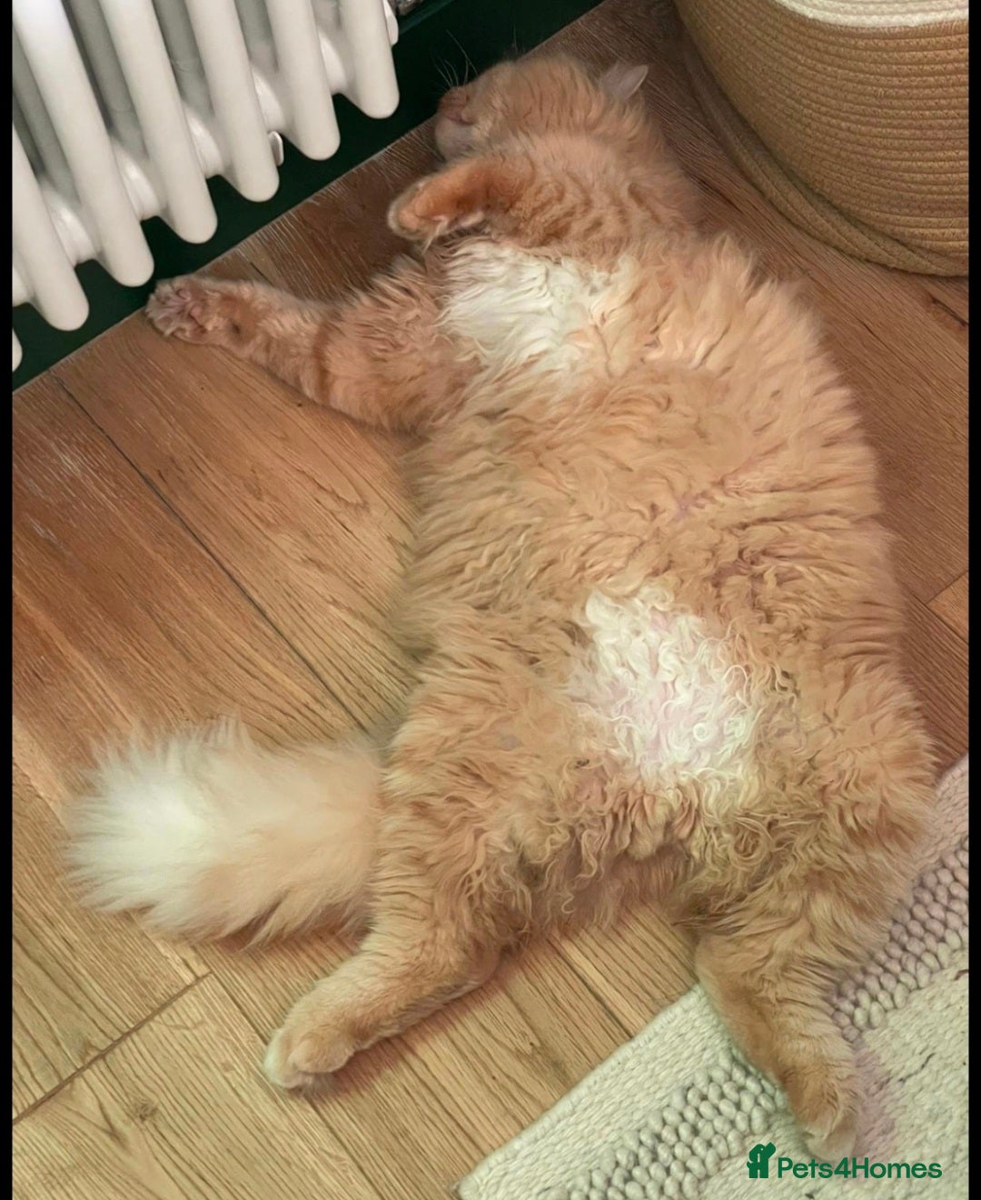 Mixed Breed cats for sale: Red Ginger fluffy kitten boy mix Ragdoll Siberian  - Image 12