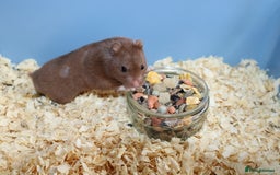 Hamster rodents for sale: Young Syrian Hamsters - Image 12