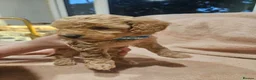 Cavapoo dogs for sale: Litter of 6 cavapoos - Advert 25