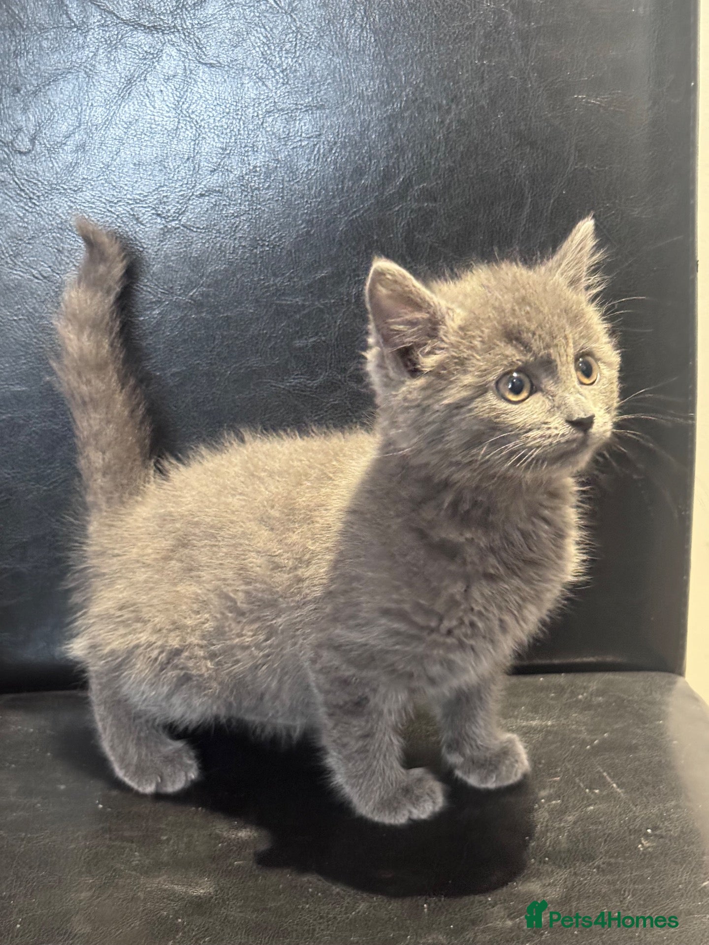Mixed Breed cats Beautiful kitten - Advert 2