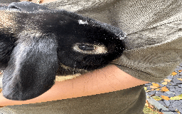 Mini Lop rabbits for sale: Bonded pair mini lop rabbits - Image 6