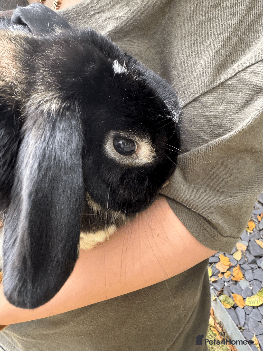 Mini Lop rabbits for sale: Bonded pair mini lop rabbits - Image 6