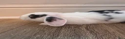 Mini Lion Lop rabbits for sale: 3 mini lion lops ready to go  - Advert 3