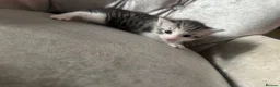 Mixed Breed cats for sale: Persian tabby  in Gravesend - Advert 6