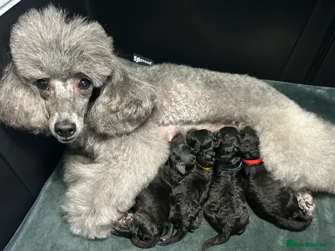 Toy Poodle dogs for sale: OUTSTANDING TOY SILVER POODLE BOYS DNA 🧬 CLEAR - Advert 8