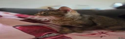 Mixed Breed cats for sale: Beautiful kittens looking for their forever homes  - Advert 12