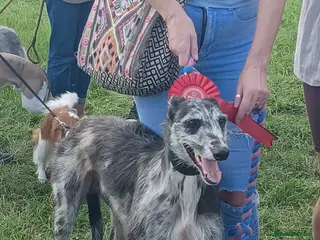 Mixed Breed dogs Hunter - Advert 3