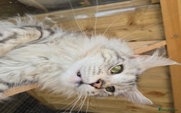 Maine Coon cats for sale: Maine Coon Black Silver Russian Lines - Image 10