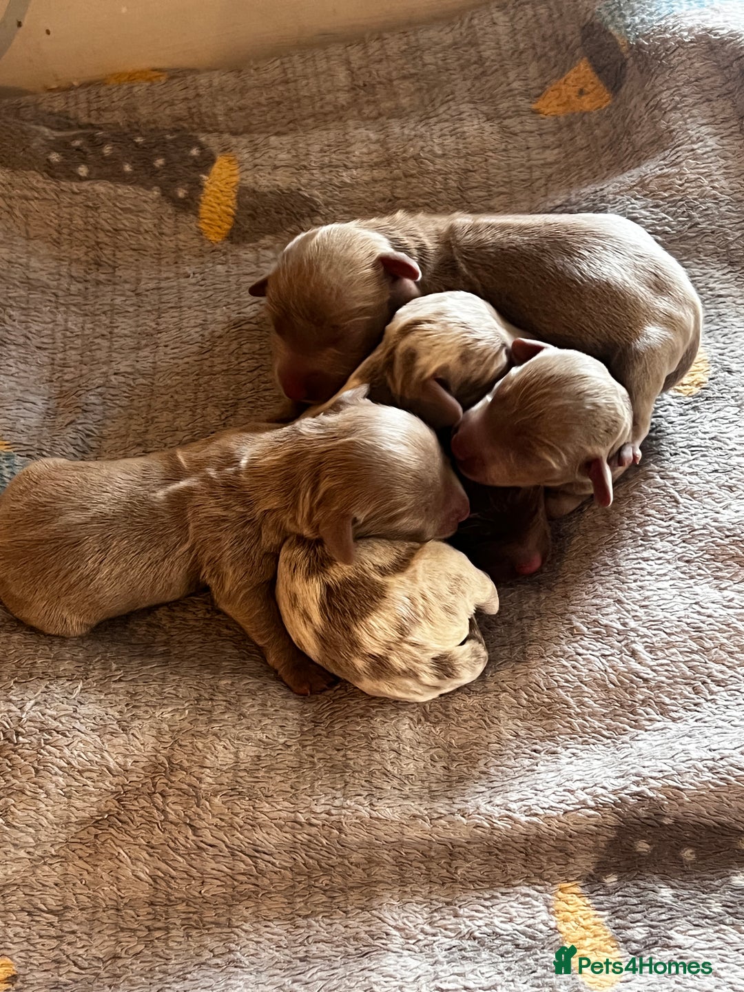Miniature Dachshund dogs for sale: 5 long hair miniature dachshund  - Image 12