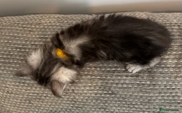 Maine Coon cats for sale: TICA & Council licensed white/black Maine Coons - Image 10