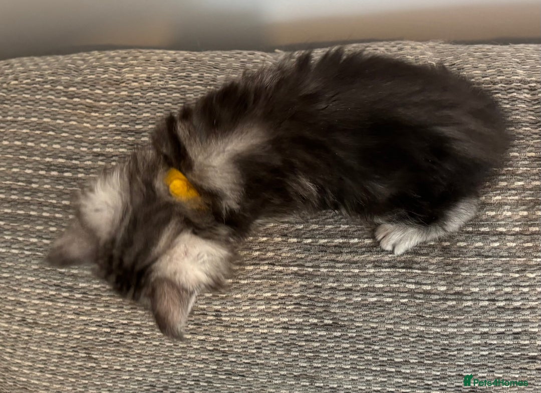 Maine Coon cats for sale: TICA & Council licensed white/black Maine Coons - Image 10