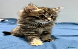 Mixed Breed cats for sale: 4 fluffy girls - Image 10