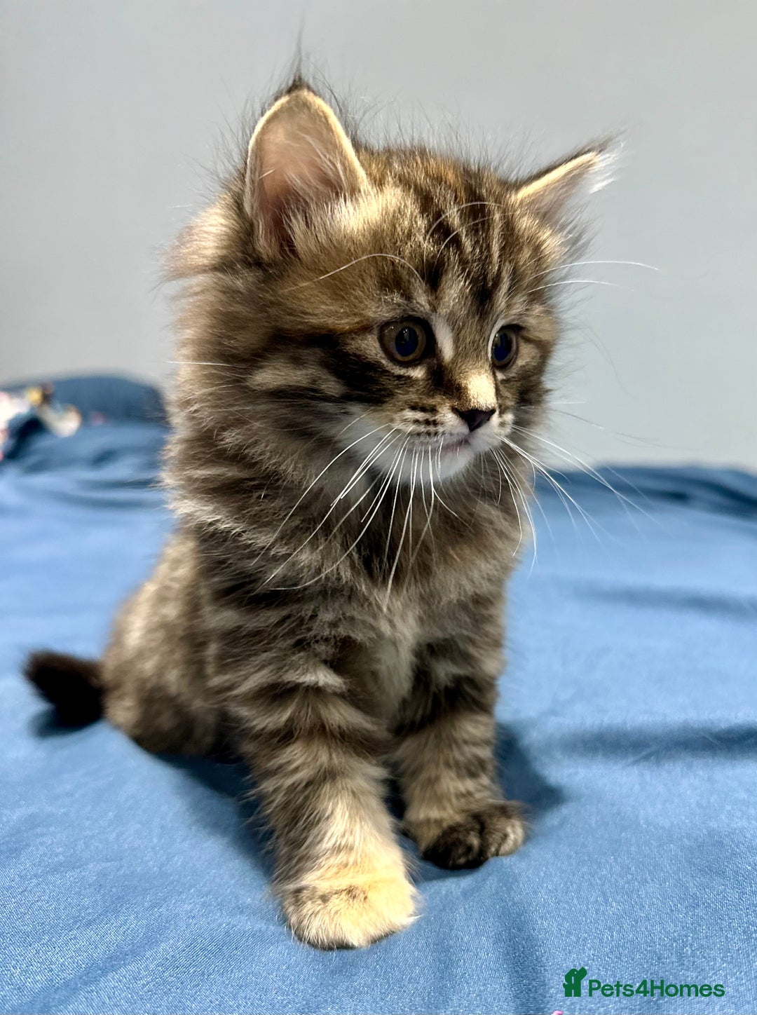 Mixed Breed cats for sale: 4 fluffy girls - Image 10