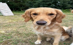 Golden Retriever dogs for sale: Confirmed Pregnancy Litter - Puppies Due Soon - Image 10