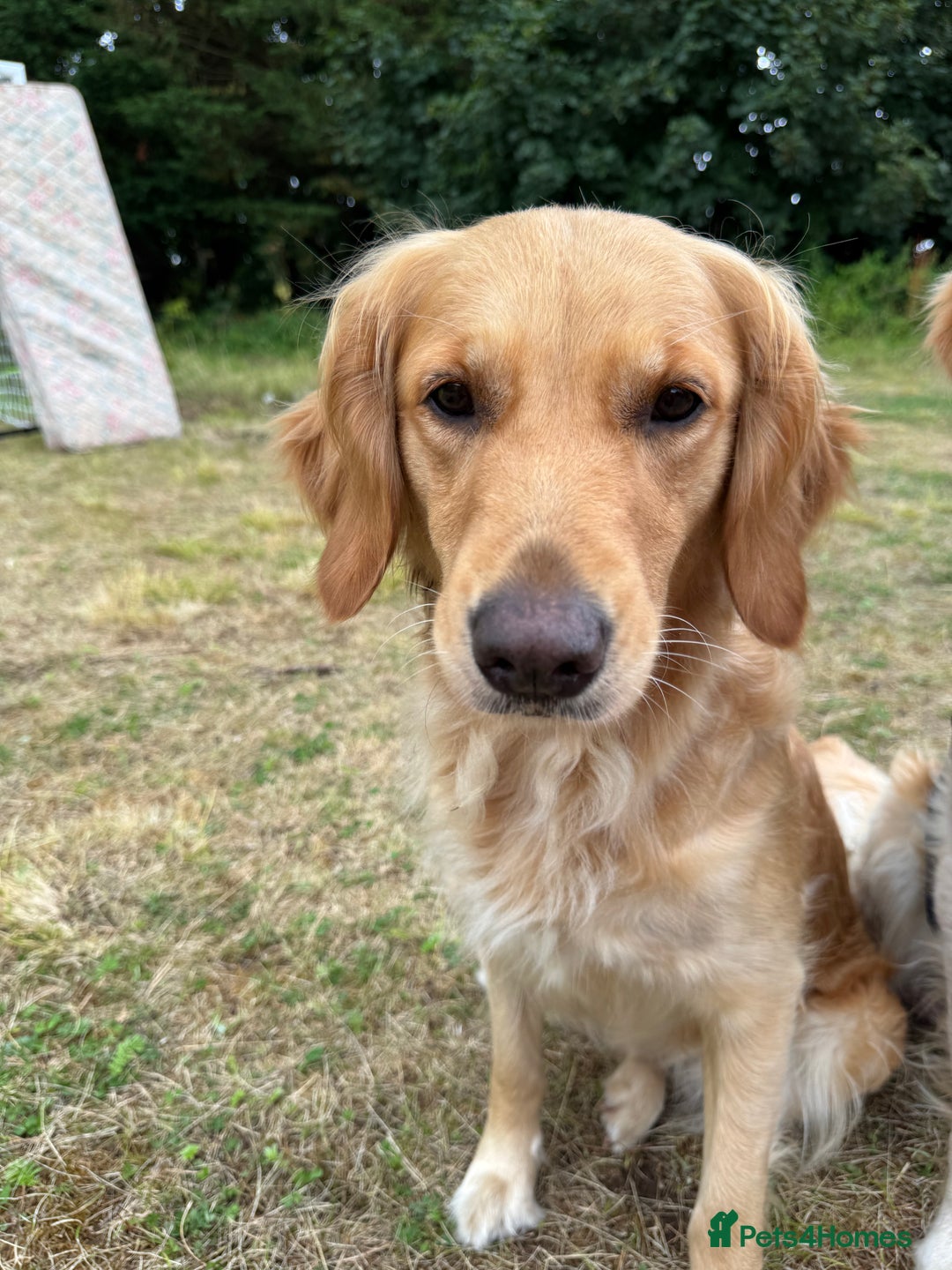 Golden Retriever dogs for sale: Confirmed Pregnancy Litter - Puppies Due Soon - Image 10