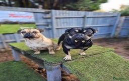 Frug dogs for sale: ✨ Rehoming 2 Lovely Dogs, You Can Adopt 1 or both - Advert 4