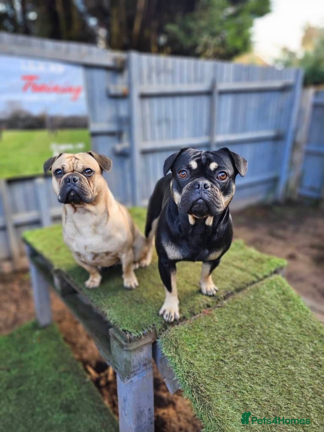 Frug dogs for sale: ✨ Rehoming 2 Lovely Dogs, You Can Adopt 1 or both - Advert 4