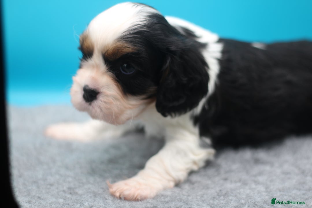 Cavalier King Charles Spaniel dogs for sale: Champion lines, heart/health tested, KC registered - Advert 39