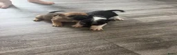 Mixed Breed dogs for sale: 4 beautiful shitzu puppy’s for sale  - Advert 6