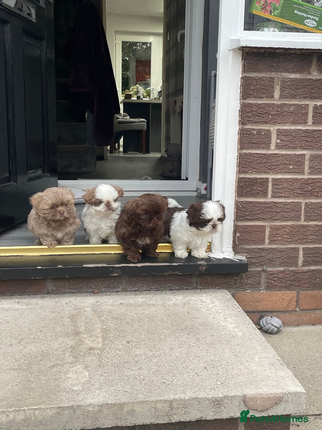 Shih Tzu dogs for sale: Shitzus for sale - Image 6