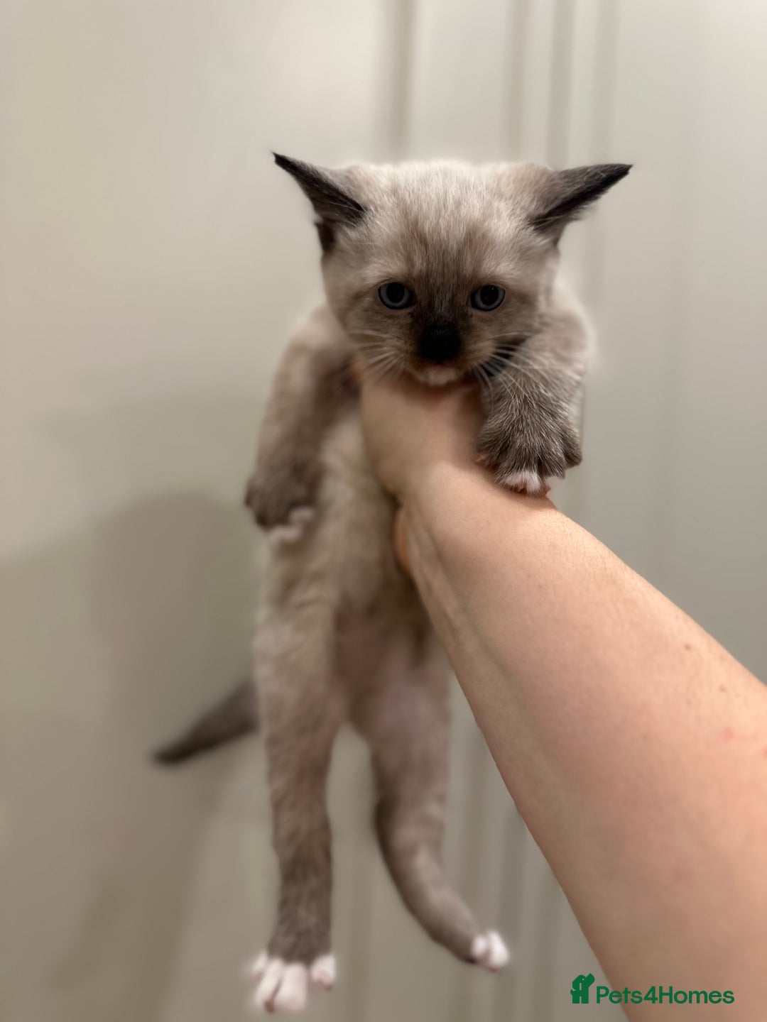Domestic Shorthair cats for sale: 4 beautiful mix kittens (tabby and colour point) - Image 3