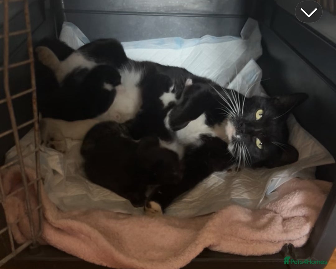 Domestic Shorthair cats for sale: Beautiful domestic kittens 2 boys 2 girls  - Image 5