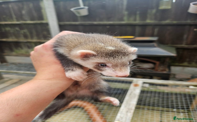 Ferret rodents - Advert 16