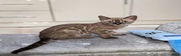 Bengal cats for sale: 🔥✨Pedigree TICA-Registered Bengals - Advert 15