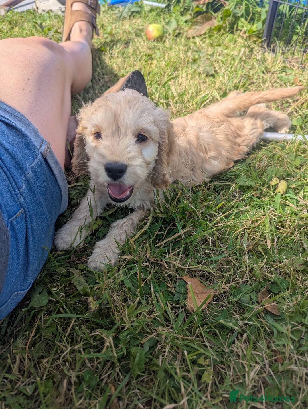 Cockapoo dogs for sale: Cockapoo Girl - Image 12