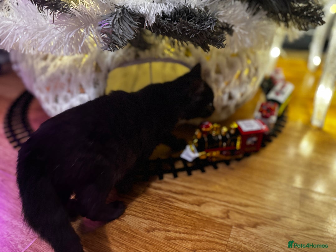 Egyptian Mau cats for sale: TICA REG SNOW SILVER & SMOKE EGYPTIAN MAU X BENGAL - Advert 10