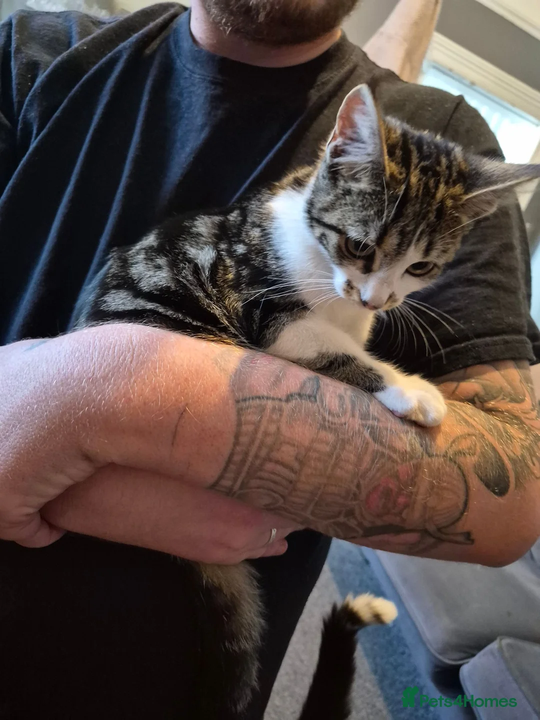 Mixed Breed cats for sale: Beautiful tabby girl  - Advert 2