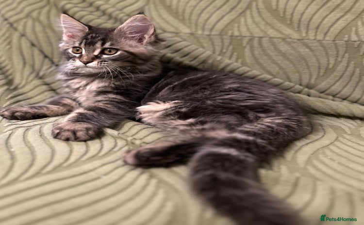 Maine Coon cats - Advert 2