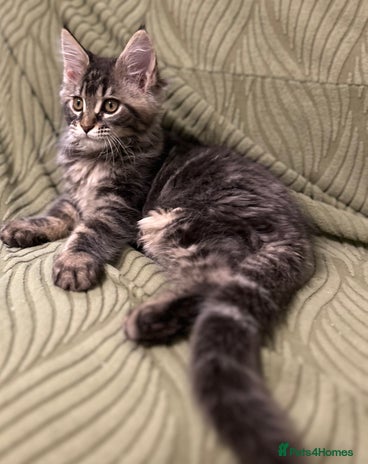 Maine Coon cats - Advert 2