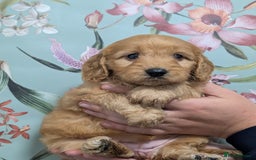 Cockapoo dogs for sale: Show type Cockapoos DNA CLEAR  - Image 9