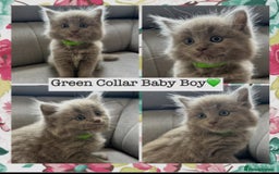 Mixed Breed cats for sale:  Fluffy Ragdoll x British Shorthair Kittens - Image 11