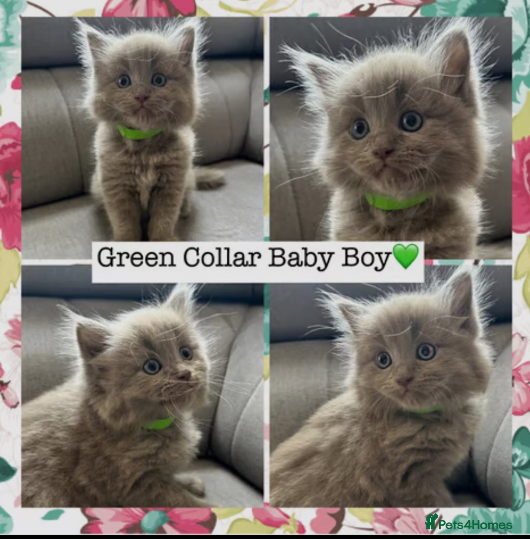 Mixed Breed cats for sale:  Fluffy Ragdoll x British Shorthair Kittens - Image 11