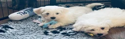 Mixed Breed dogs for sale: Maltese x coton de Tuléar beautiful puppies  - Advert 1