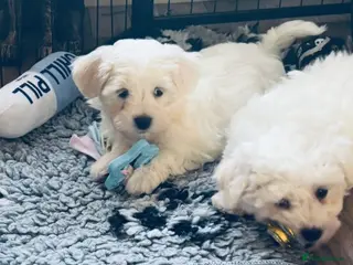 Mixed Breed dogs Maltese x coton de Tuléar beautiful puppies - Advert 2