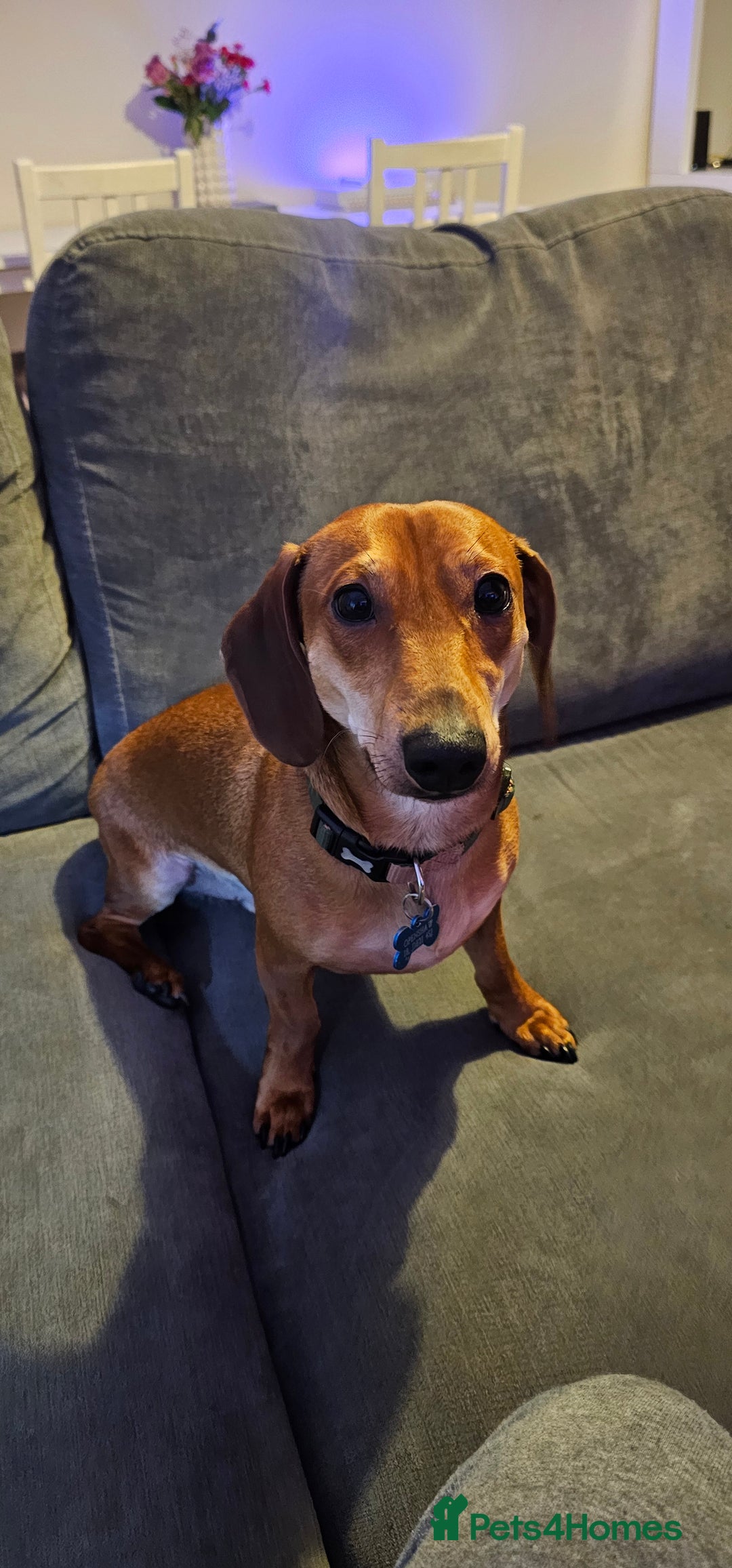 Dachshund dogs for sale: 2 year old named Frank  - Advert 4