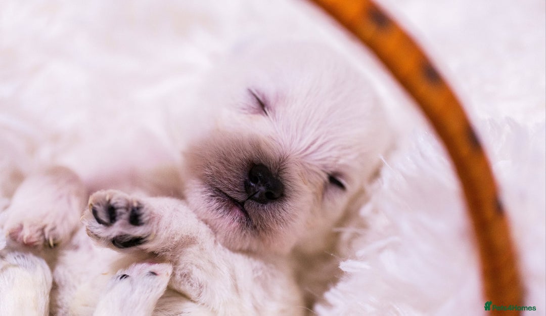 West Highland Terrier dogs for sale: Ready to leave now fully vaccinated 💕 - Image 12