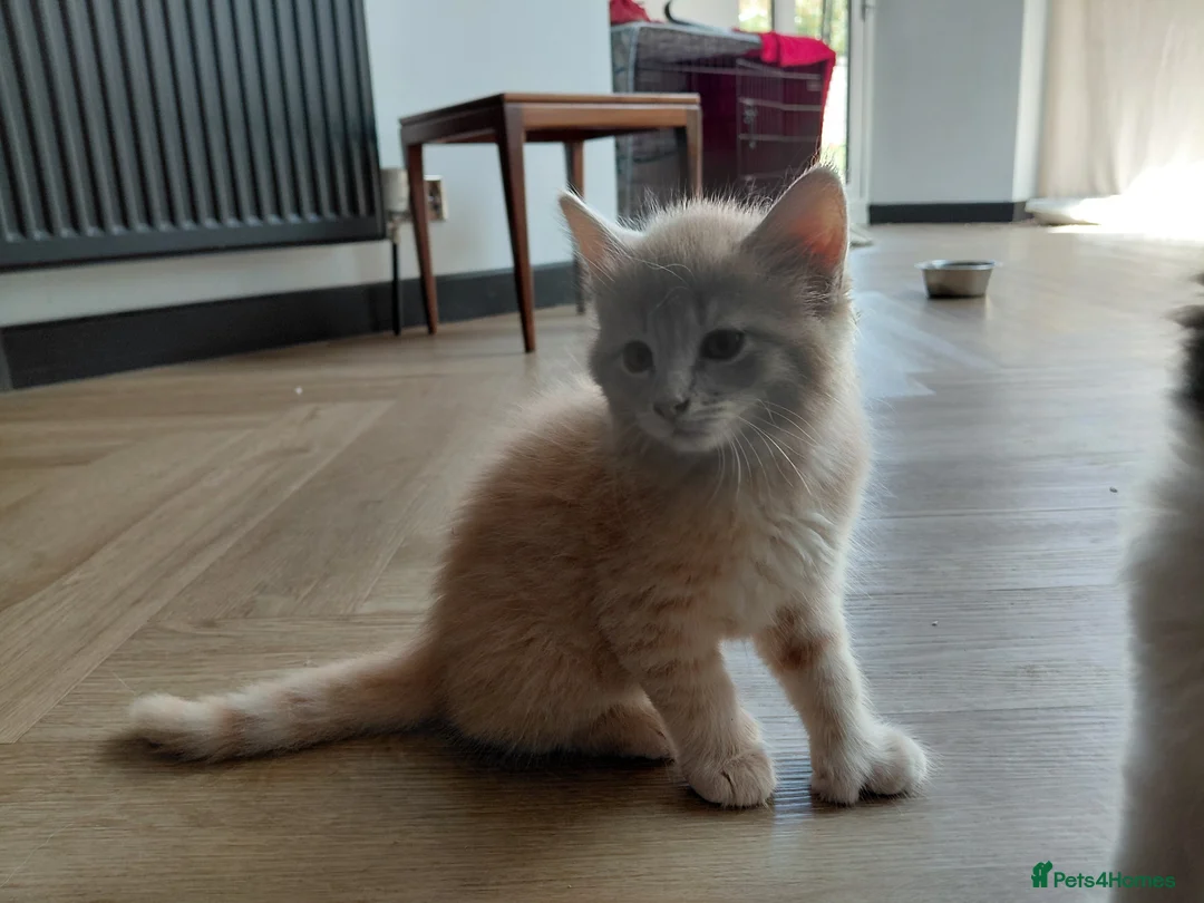 Mixed Breed cats for sale: Four beautiful mixed breed kittens  in Worthing - Advert 6