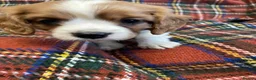 Cavalier King Charles Spaniel dogs for sale: Beautiful Cavalier King Charles KC Registered GIRL - Advert 7