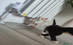 Mixed Breed cats for sale: 4 Mixed Breed Kittens  - Image 21